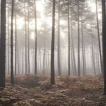 Galerie Wallcoverings Product Code G78426 - Atmosphere Wallpaper Collection -   